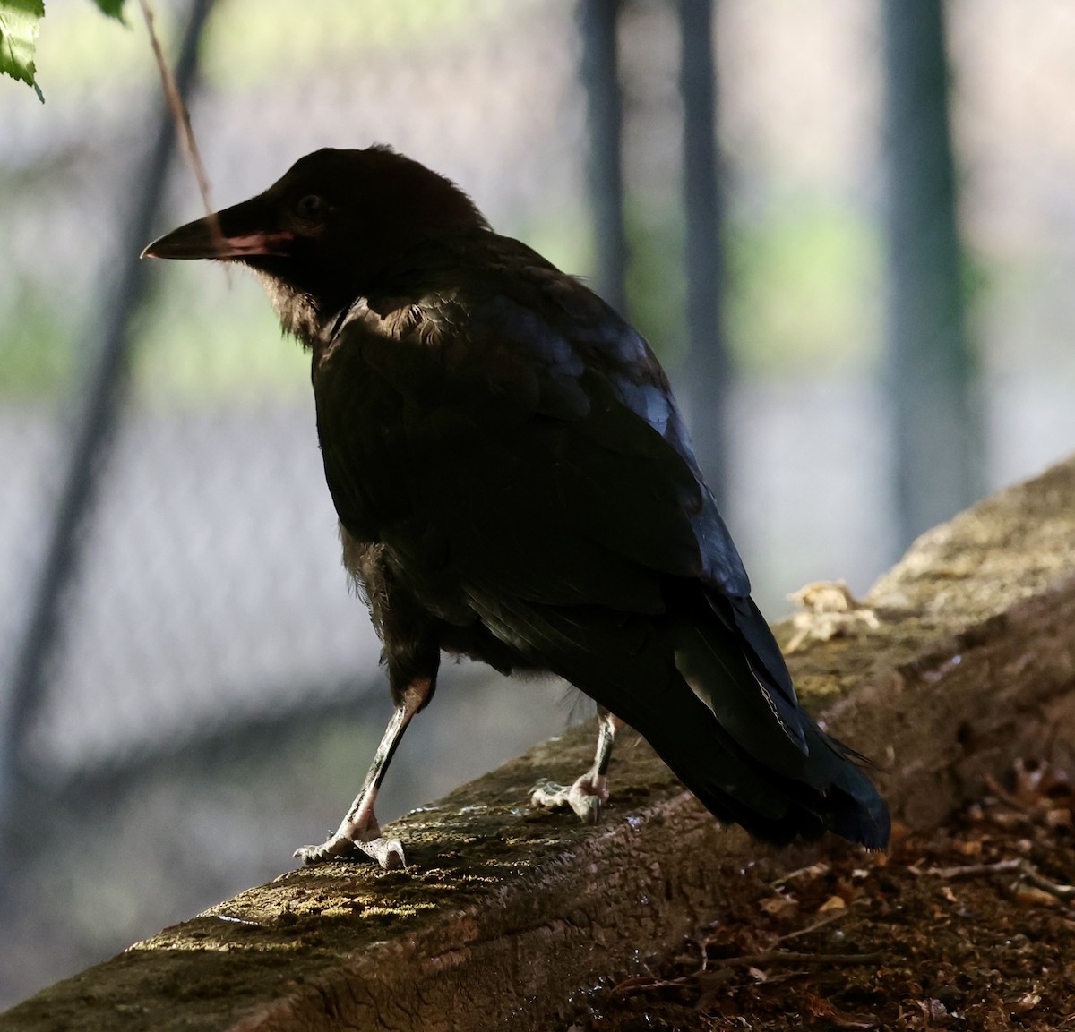 ミナミコワタリガラス - ML647340597