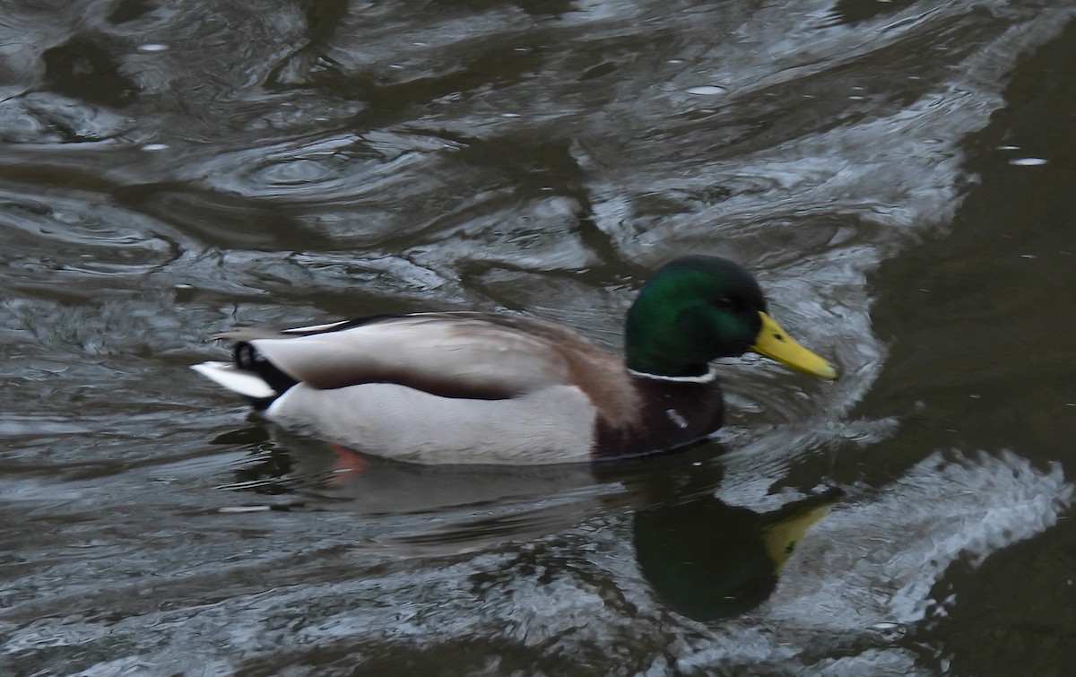 Зэрлэг нугас - ML647340598