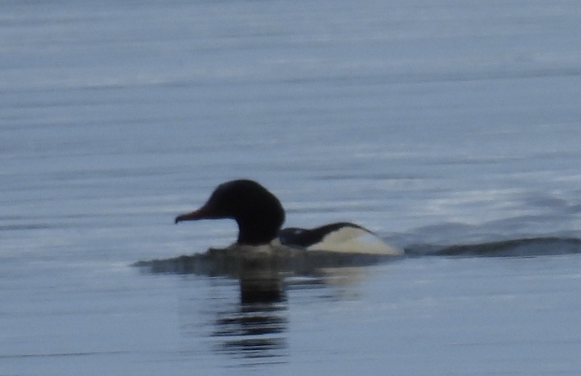 Хумхин бохио - ML647340601