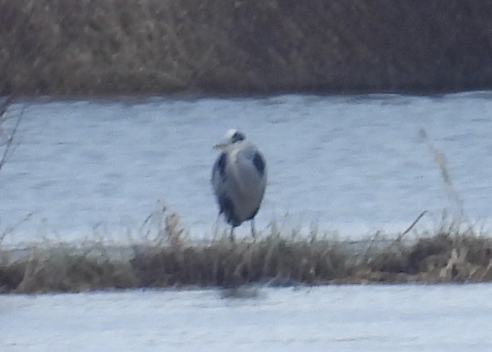 Хөх дэглий - ML647340603