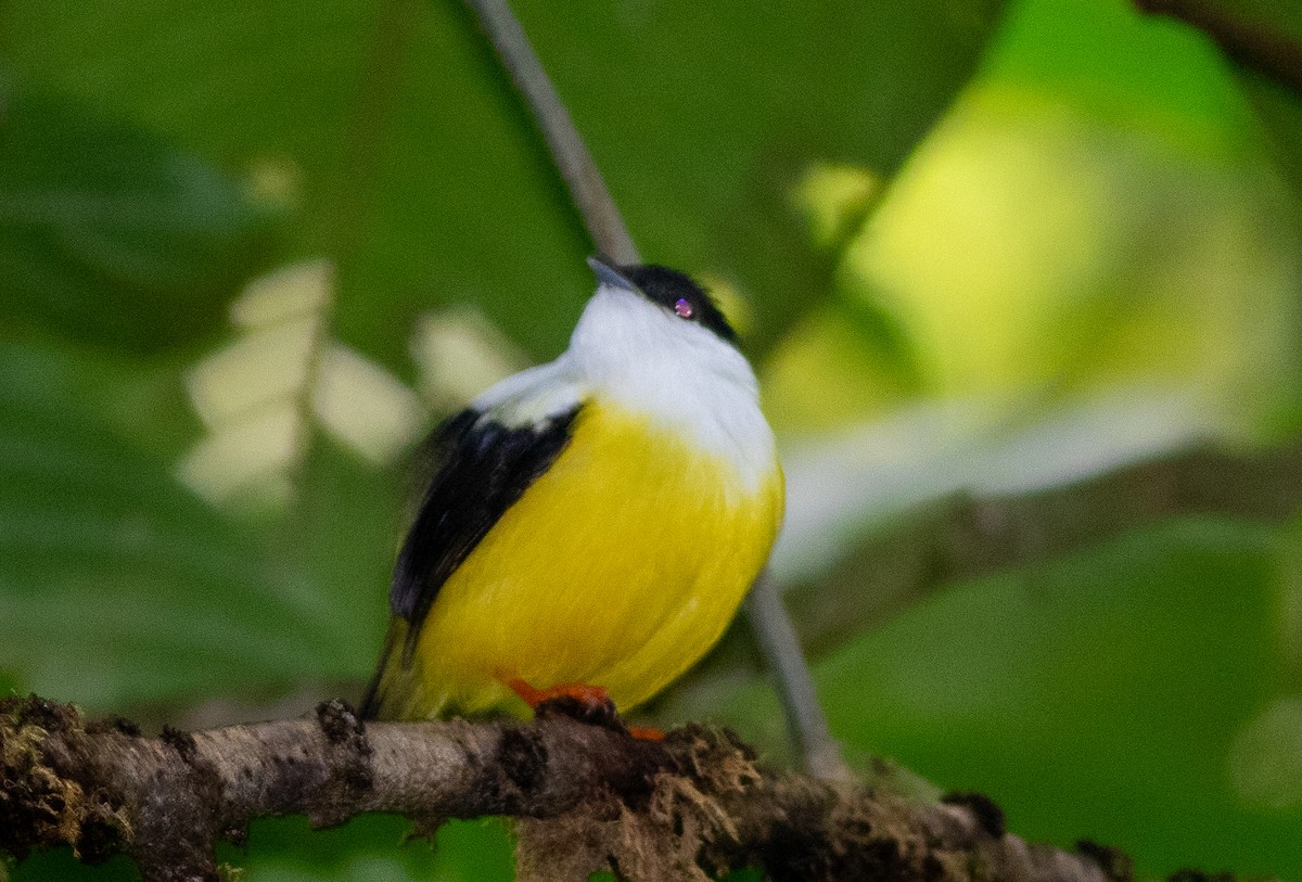 White-collared Manakin - ML647340605