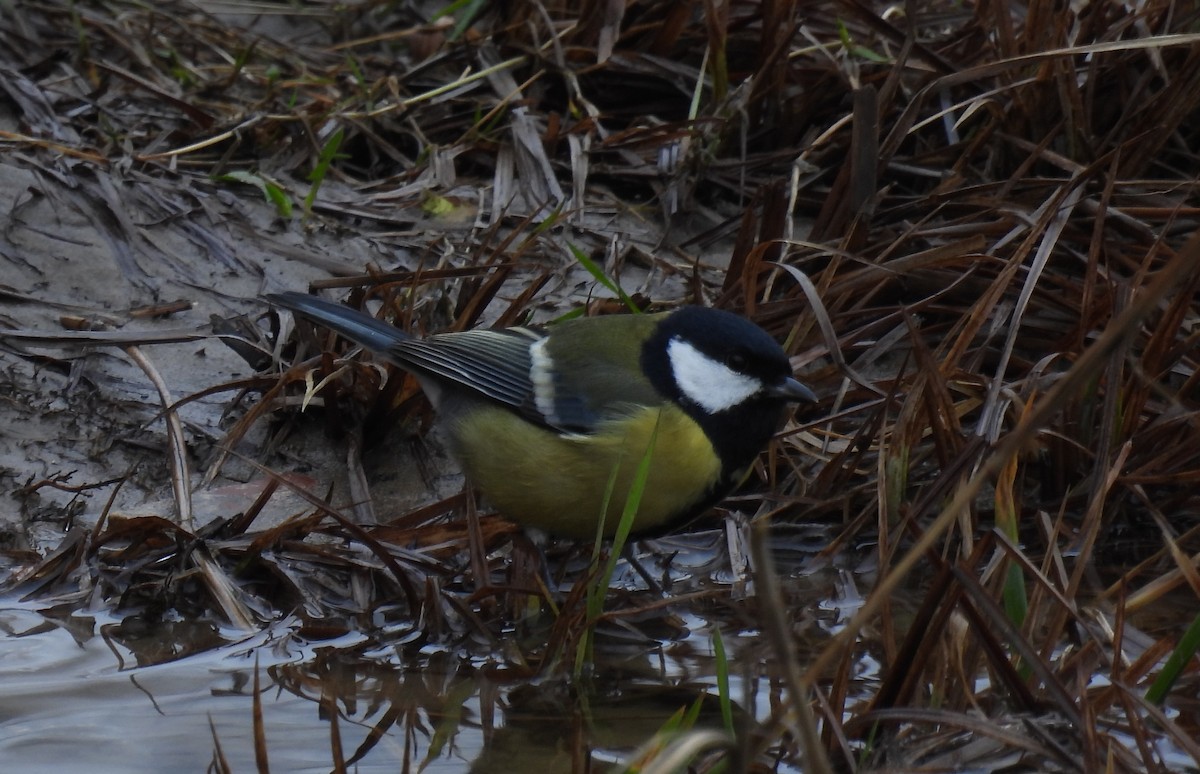 Их хөх бух - ML647340606