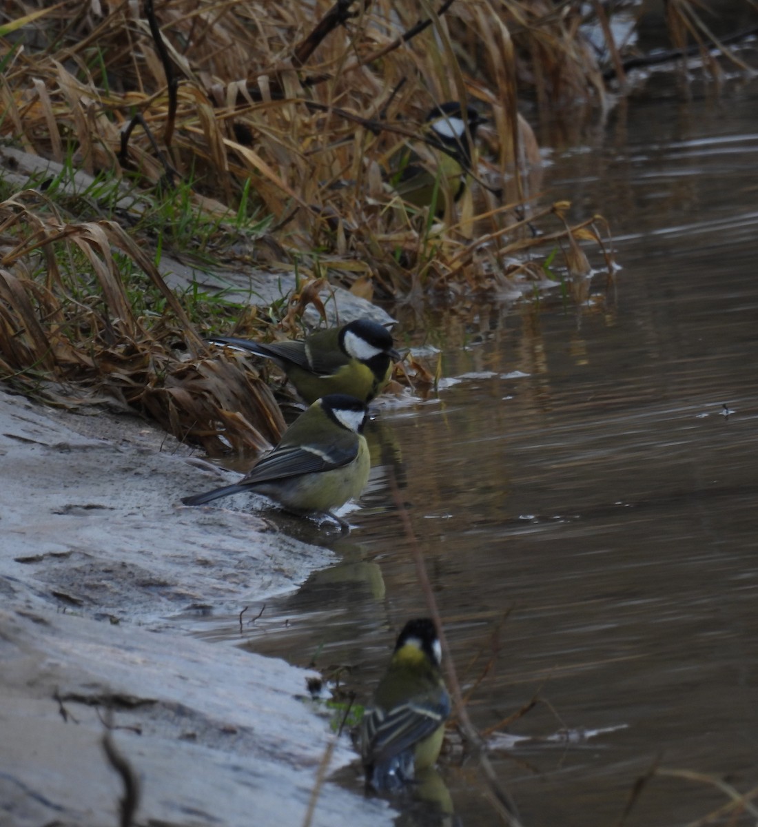 Их хөх бух - ML647340607