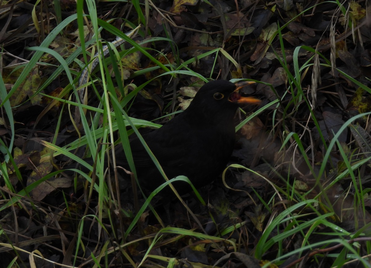 Хар хөөндэй - ML647340610