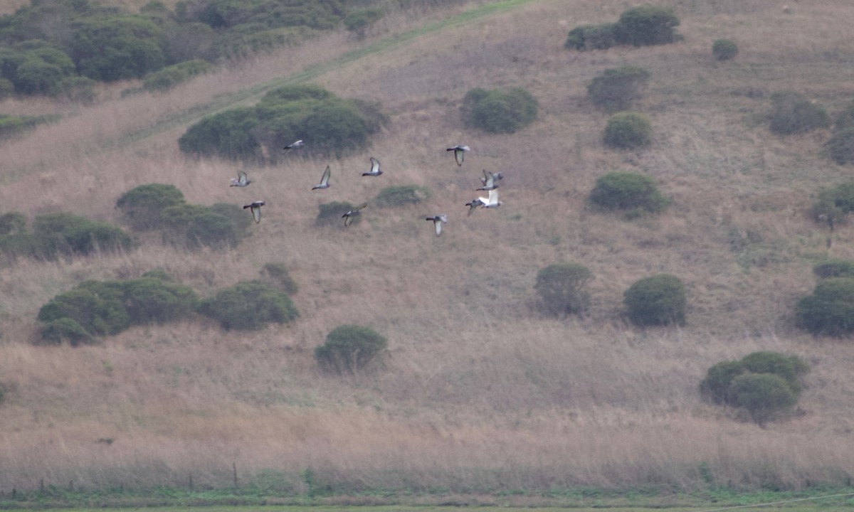 יונת בית - ML647340630