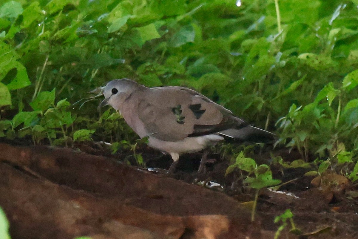 Emerald-spotted Wood-Dove - ML647340631