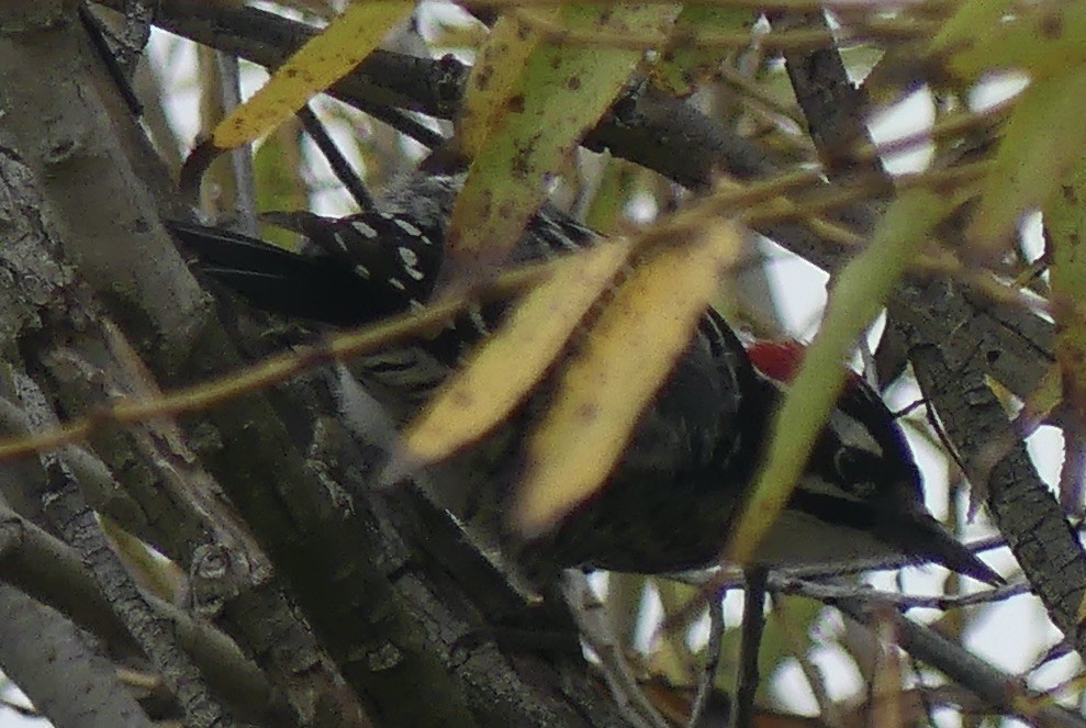 Калифорнийский дятел - ML647340644