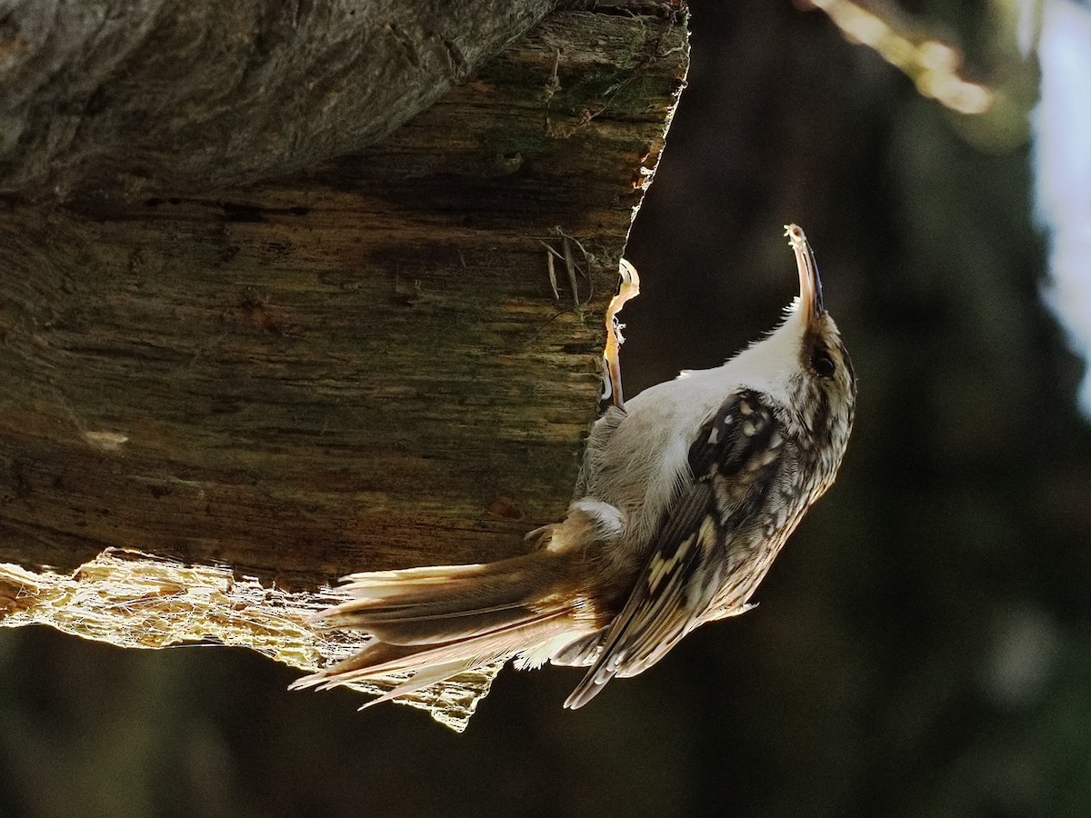 Обыкновенная пищуха - ML647340655