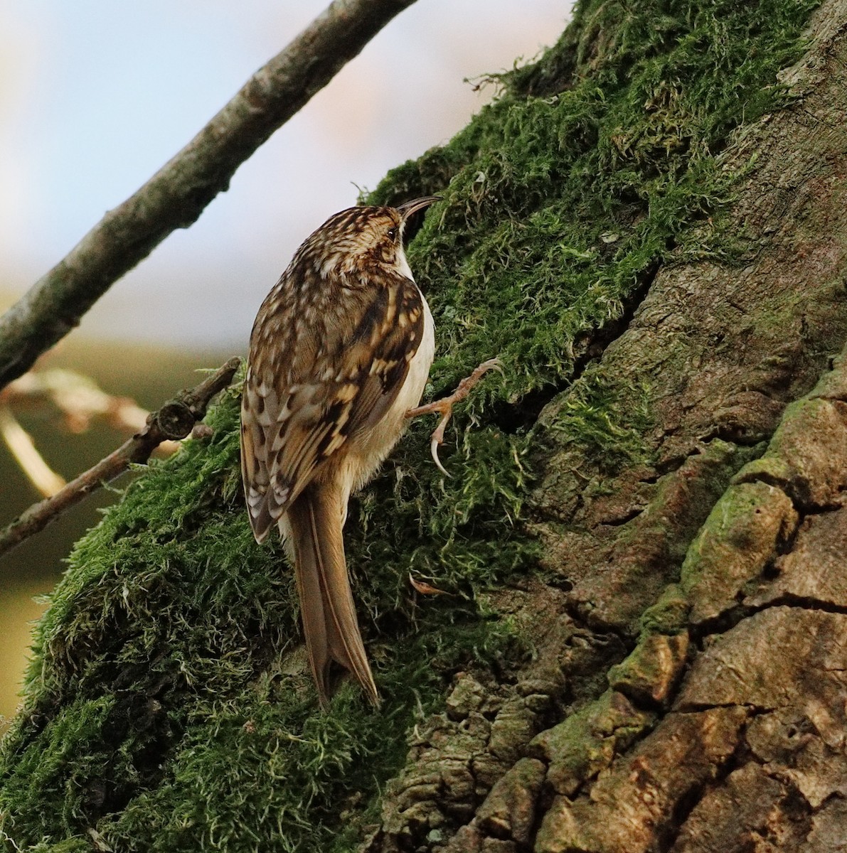 Обыкновенная пищуха - ML647340656