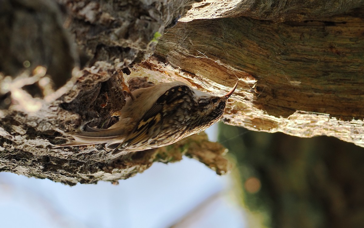 Обыкновенная пищуха - ML647340657