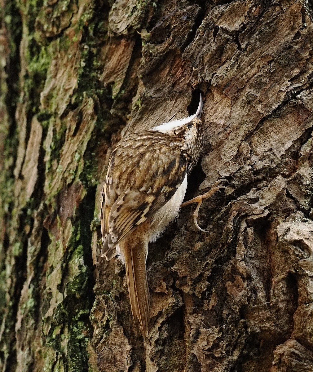 Обыкновенная пищуха - ML647340658