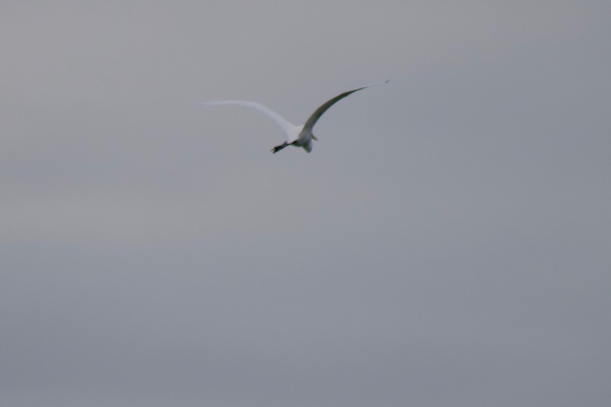 Большая белая цапля - ML647340660