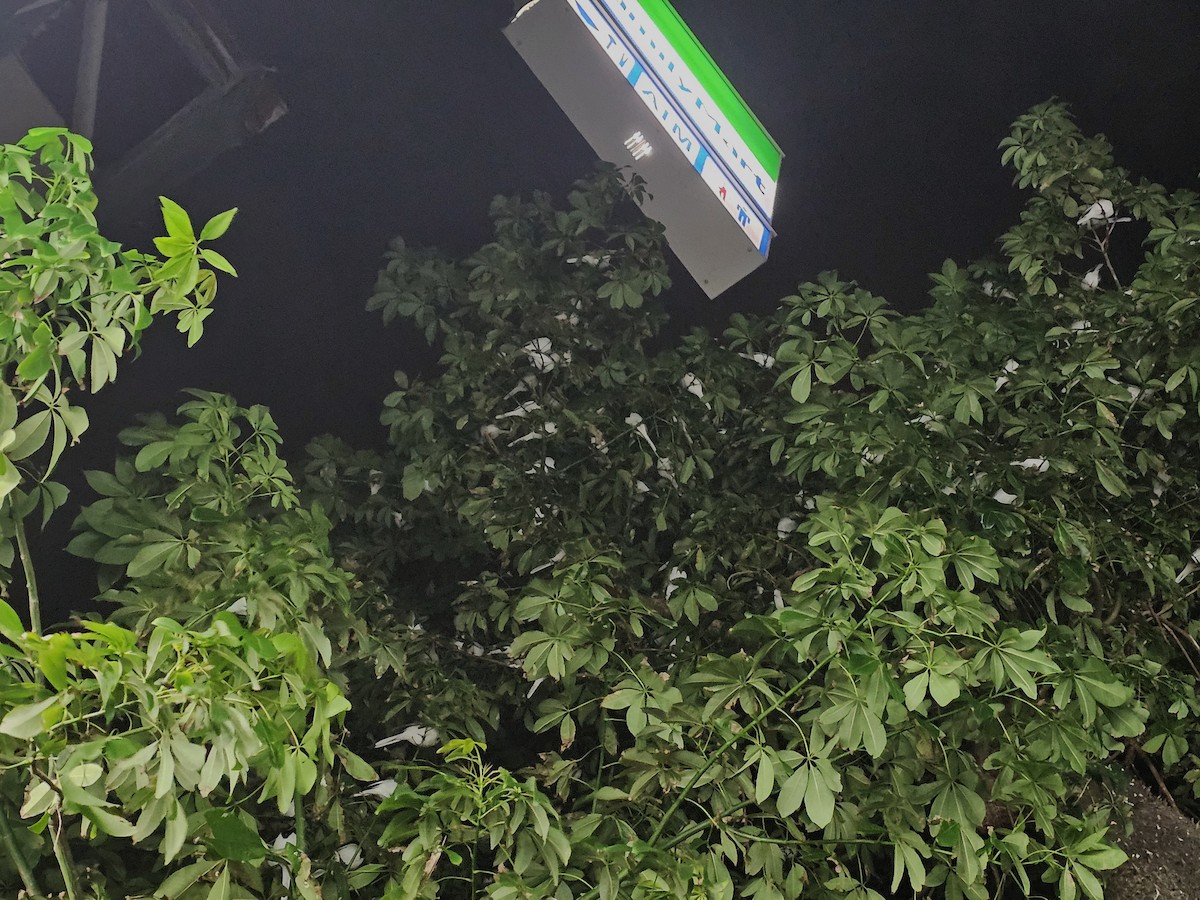 Белая трясогузка - ML647340661