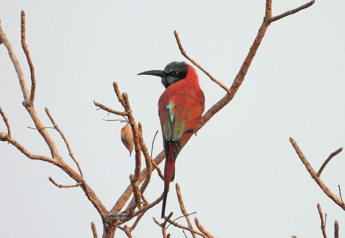 Нубийская щурка - ML647340662