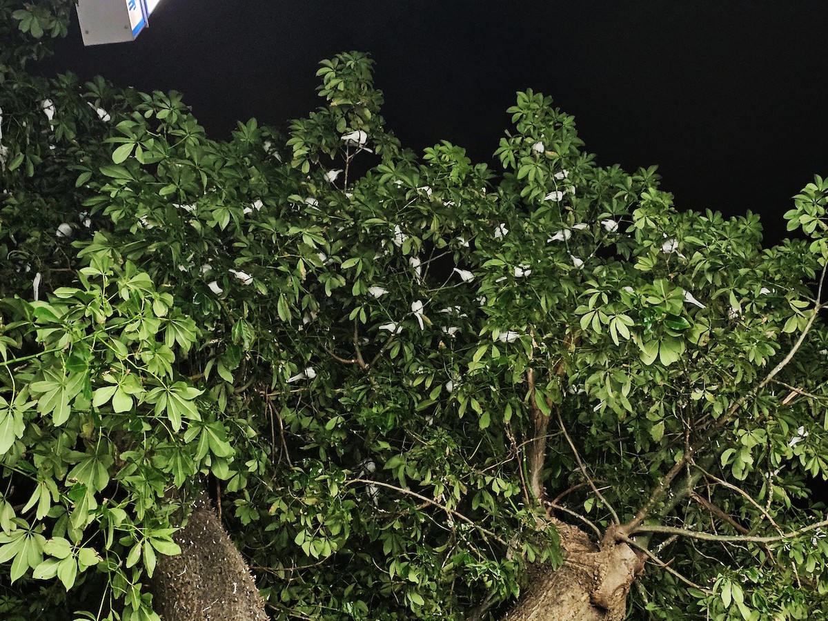 Белая трясогузка - ML647340663