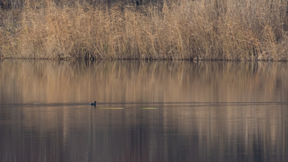 Камышница - ML647340664