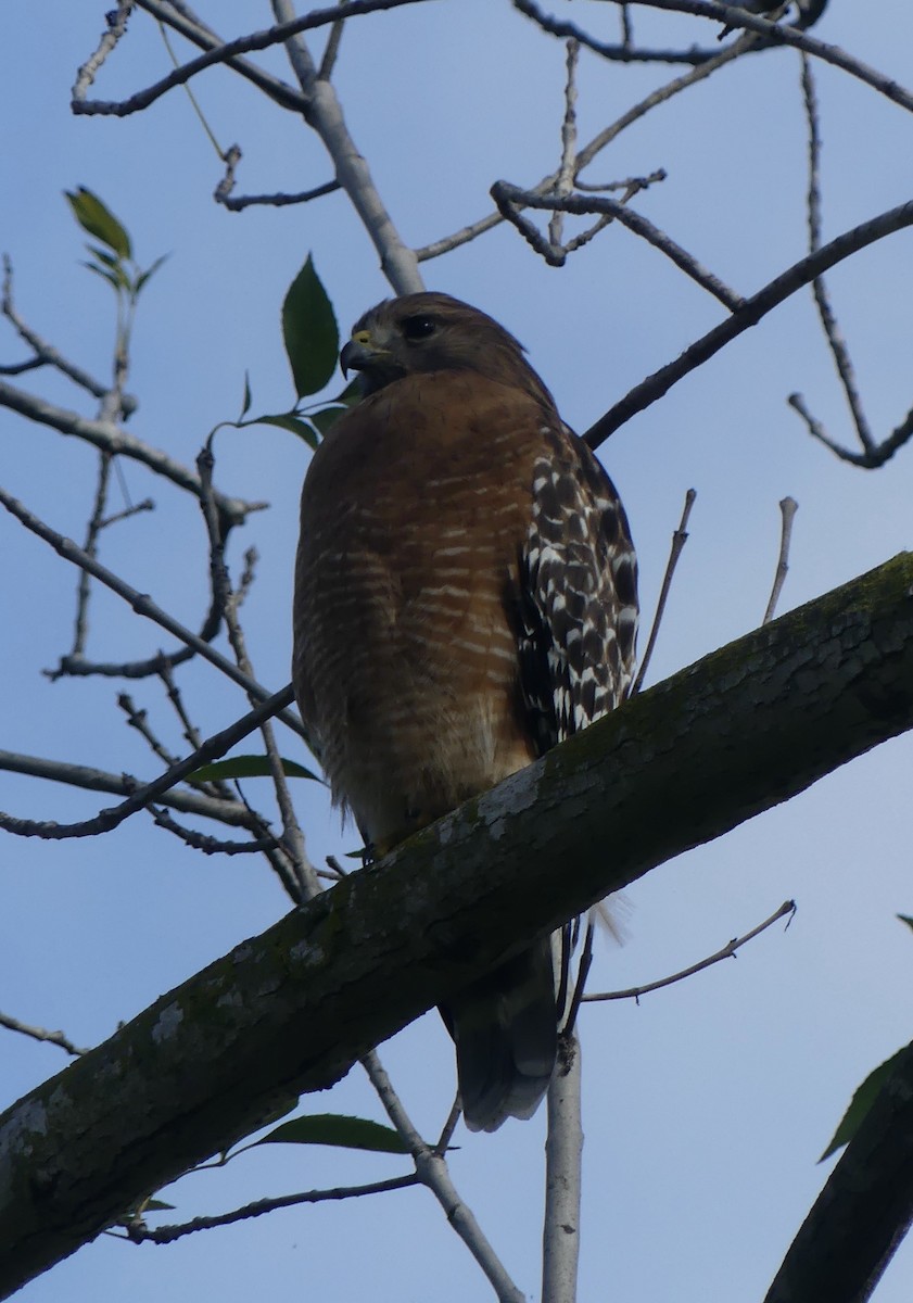 Rotschulterbussard - ML647340665