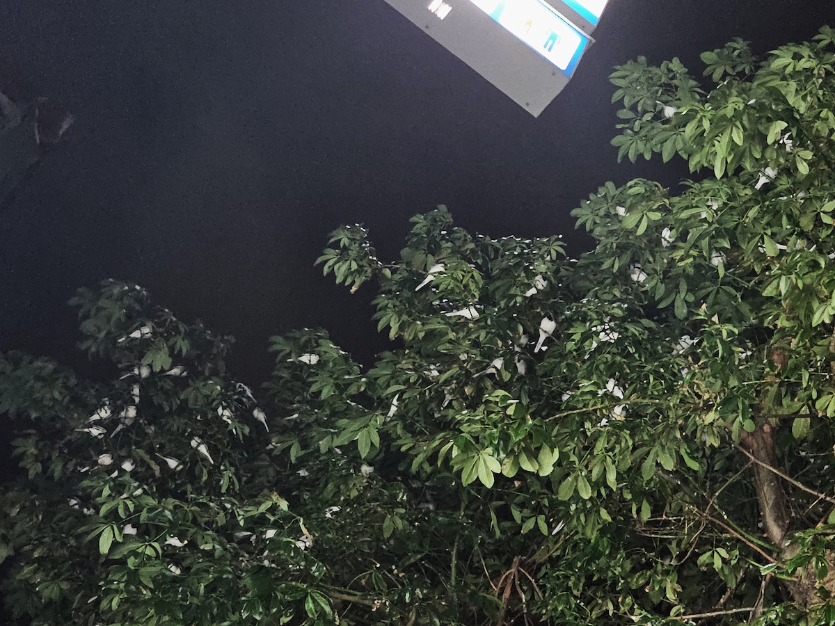 Белая трясогузка - ML647340666