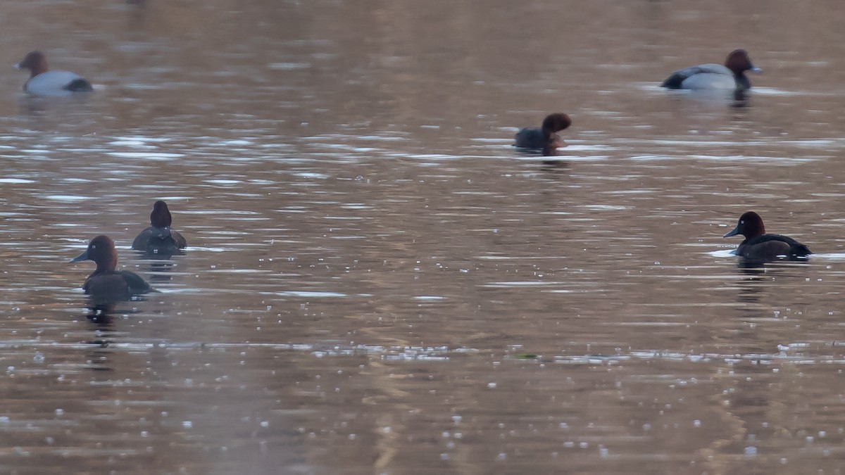 Белоглазый нырок - ML647340667