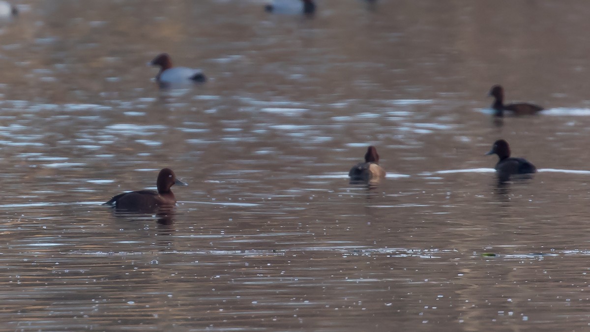 Белоглазый нырок - ML647340668