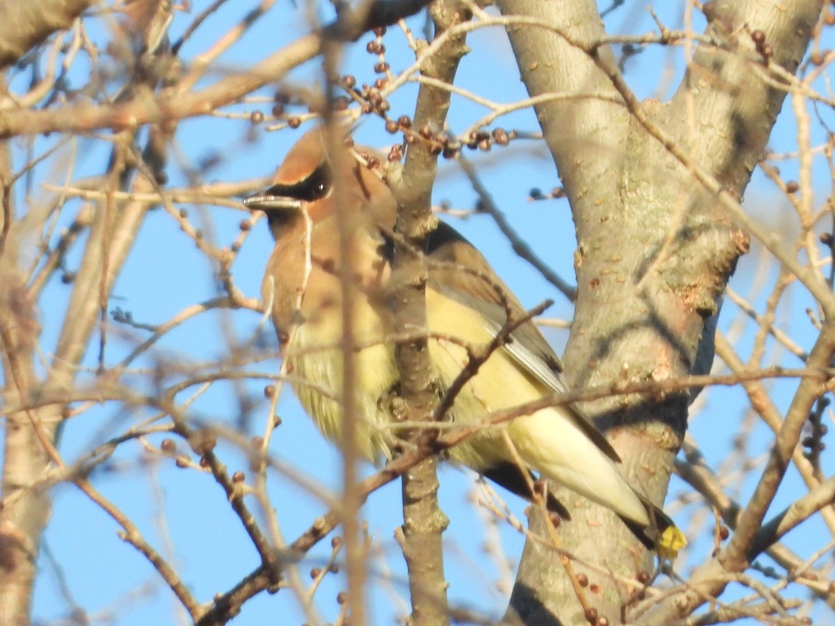 Кедровый свиристель - ML647340669