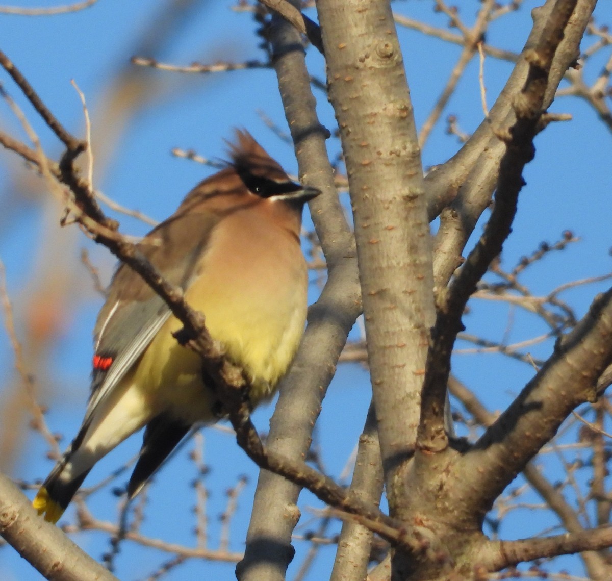 Кедровый свиристель - ML647340670