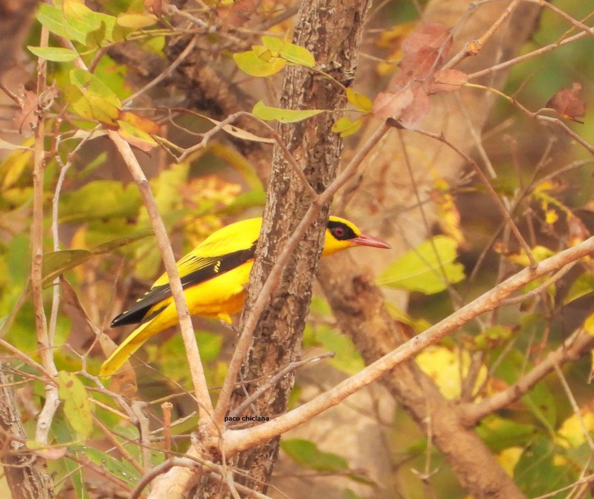 Золотистая иволга - ML647340673