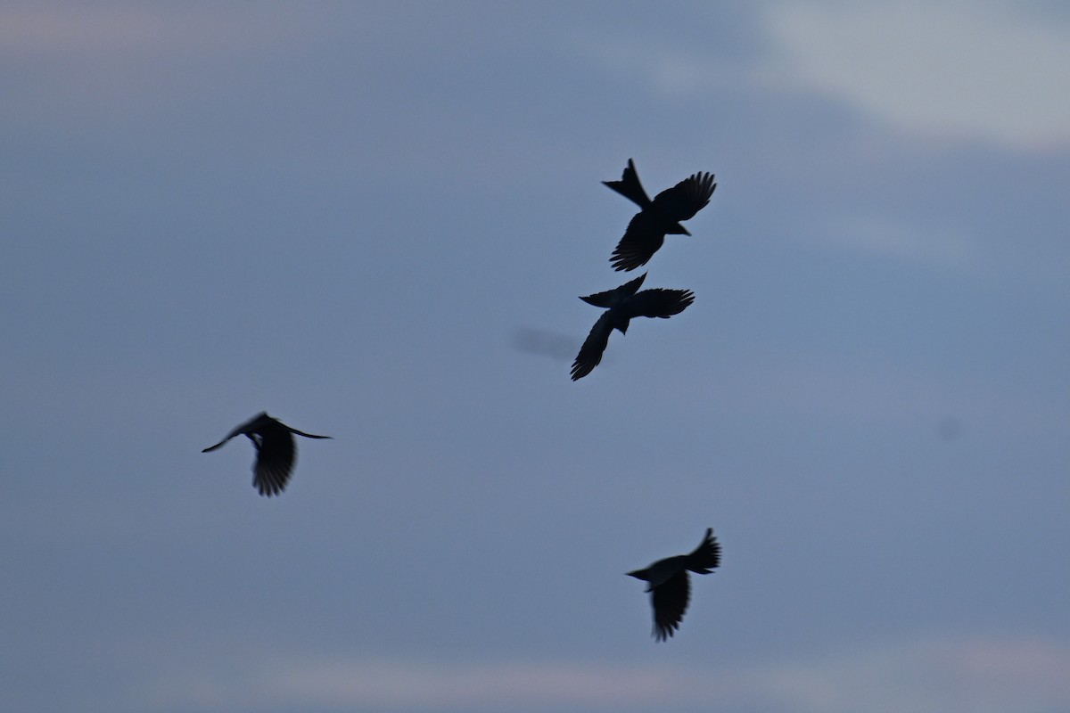 Königsdrongo - ML647340674