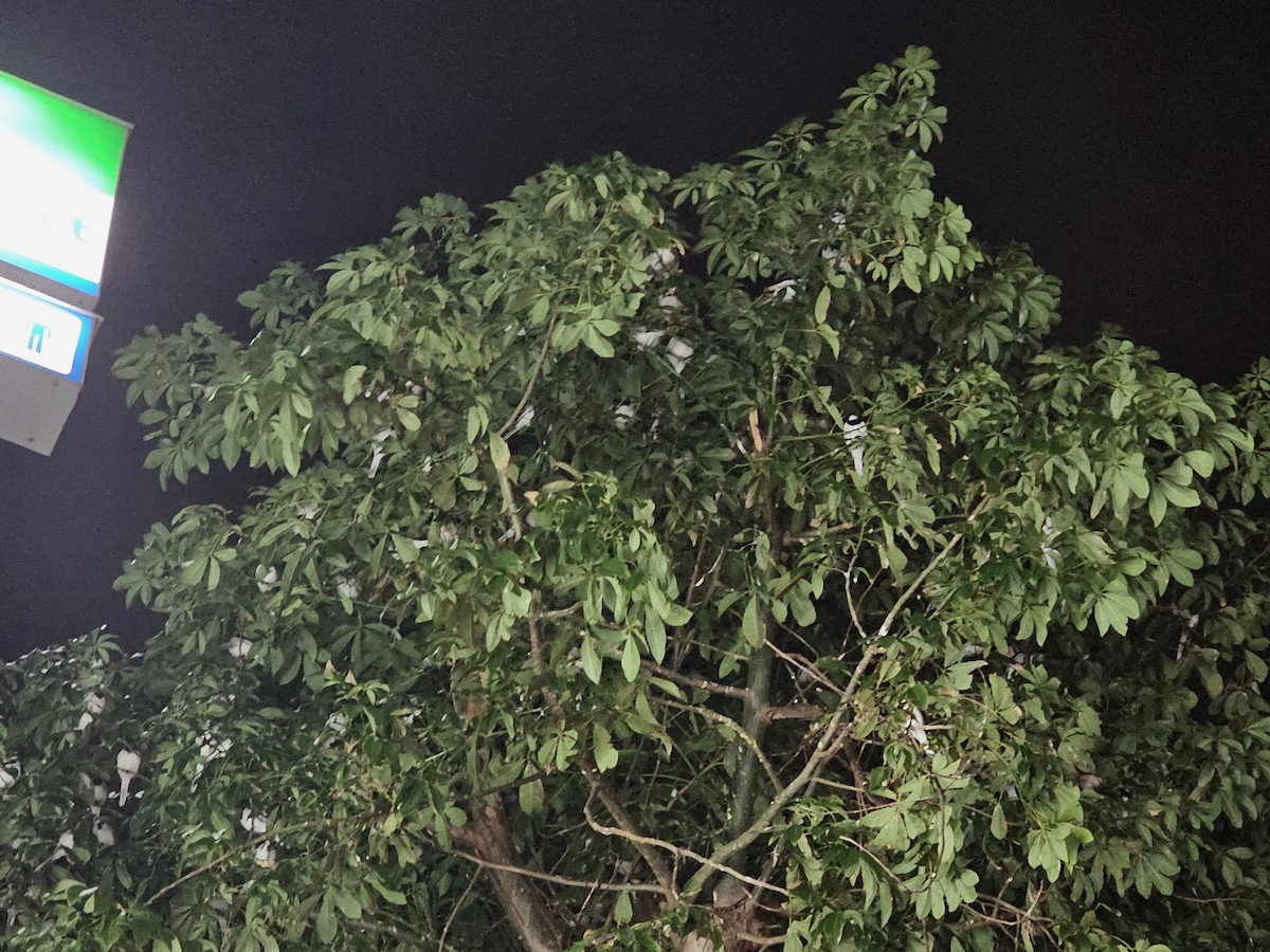 Белая трясогузка - ML647340676