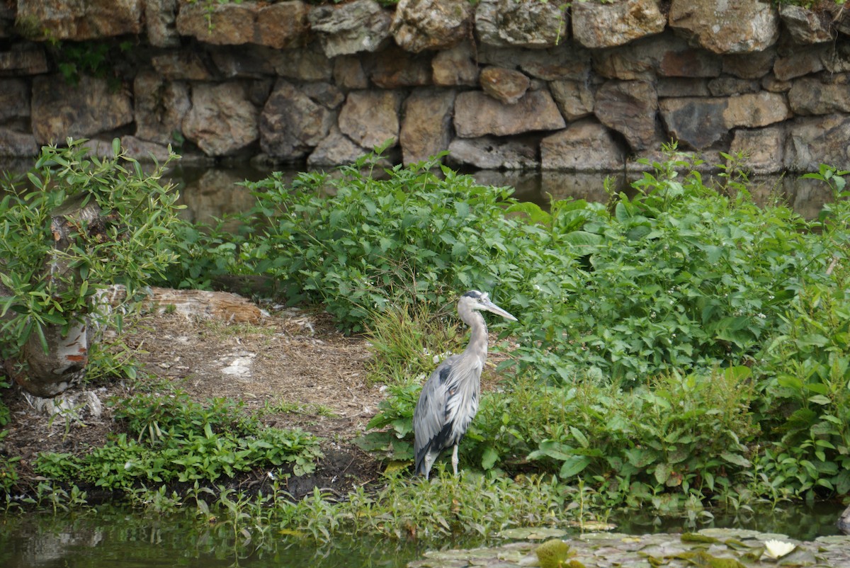 Большая голубая цапля - ML647340677