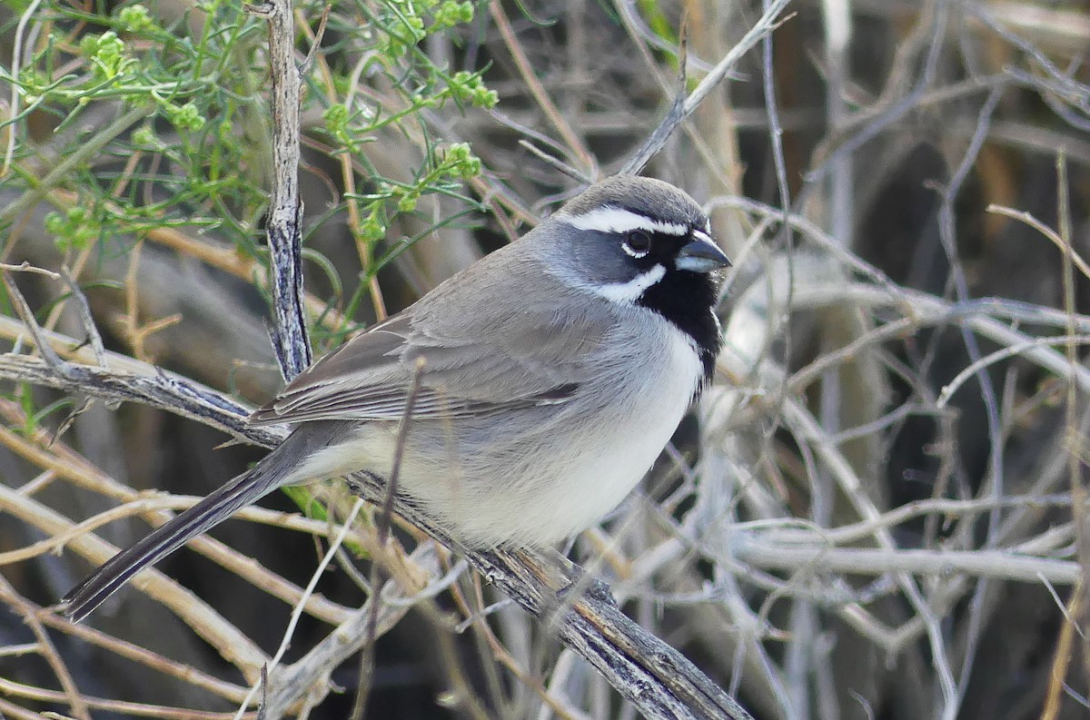 Чернозобая овсянка - ML647340678