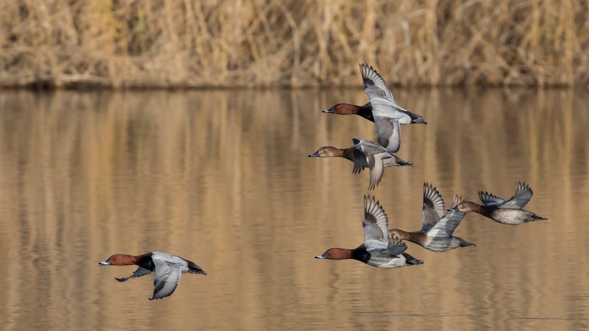 Красноголовый нырок - ML647340679