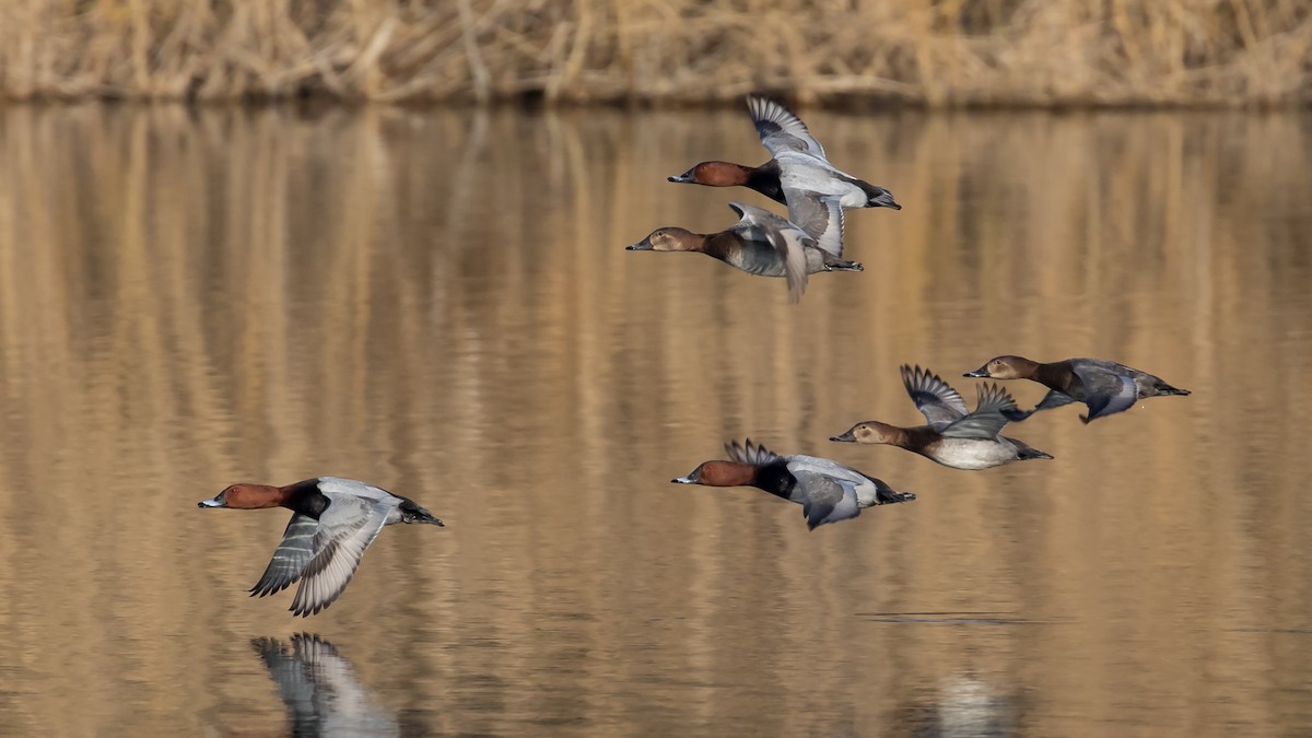 Красноголовый нырок - ML647340680