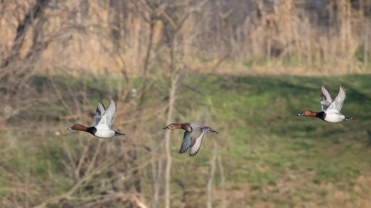 Красноголовый нырок - ML647340681