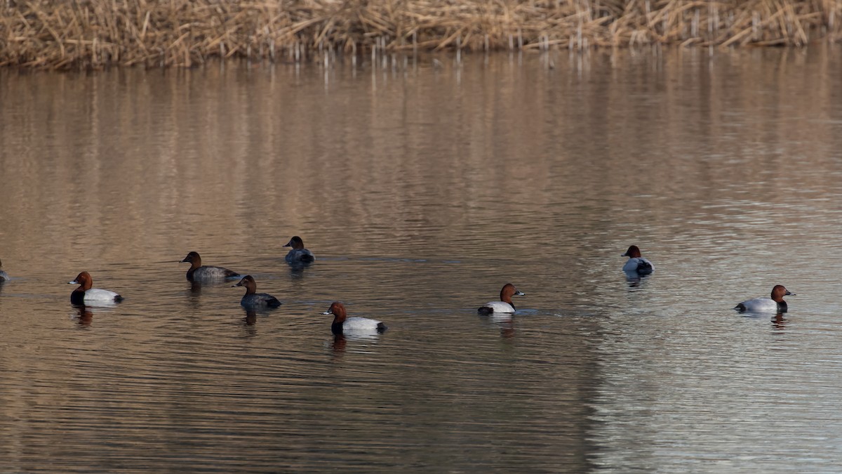 Красноголовый нырок - ML647340682