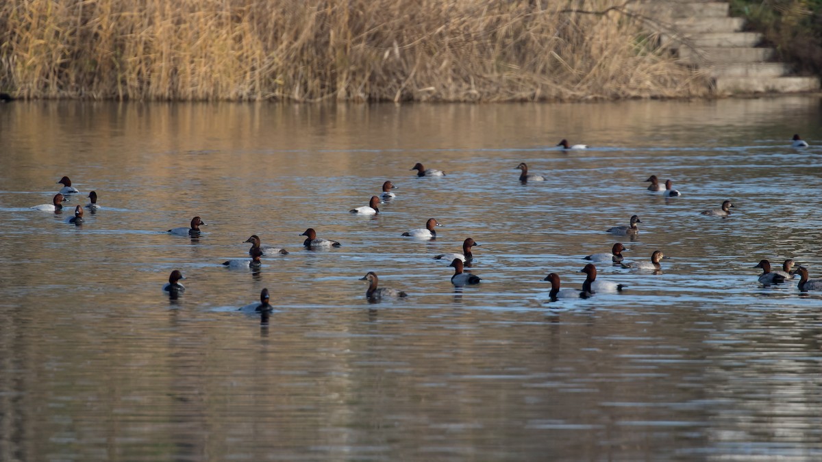 Красноголовый нырок - ML647340684