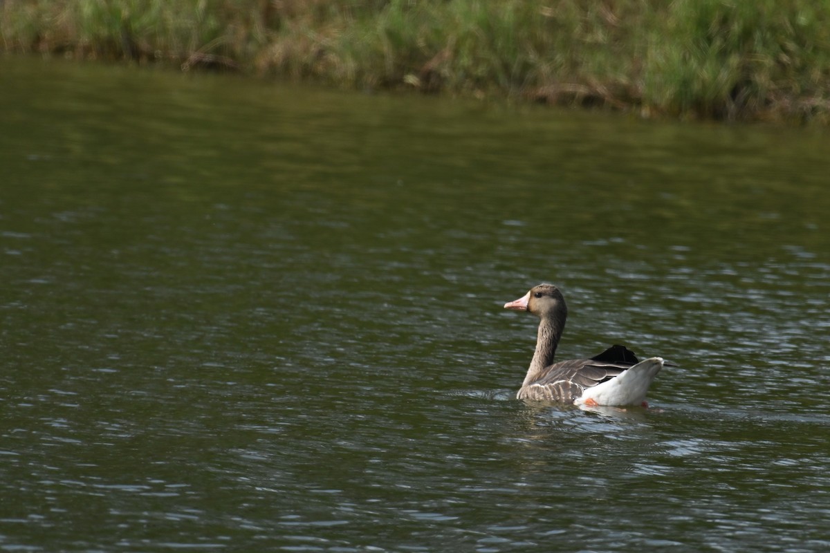 Blässgans - ML647340685