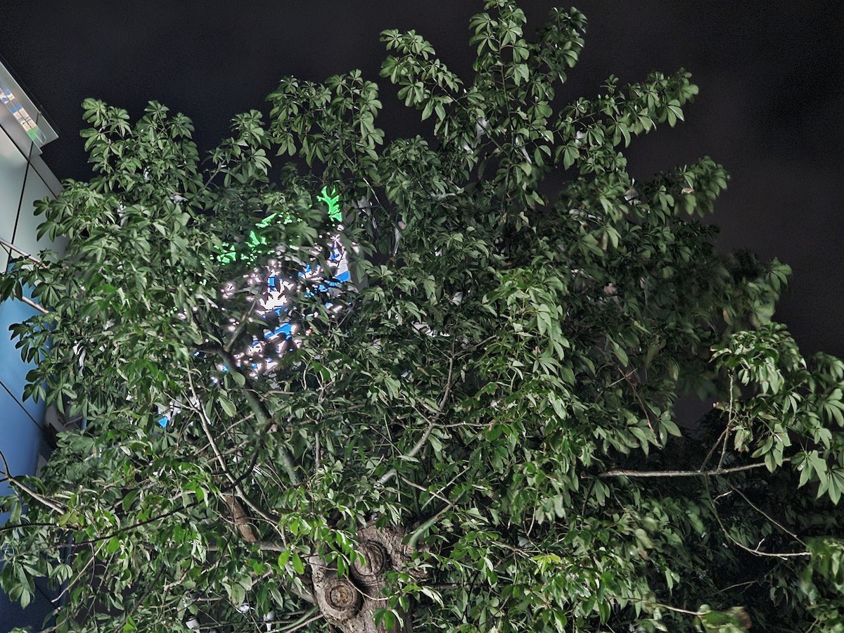 Белая трясогузка - ML647340686