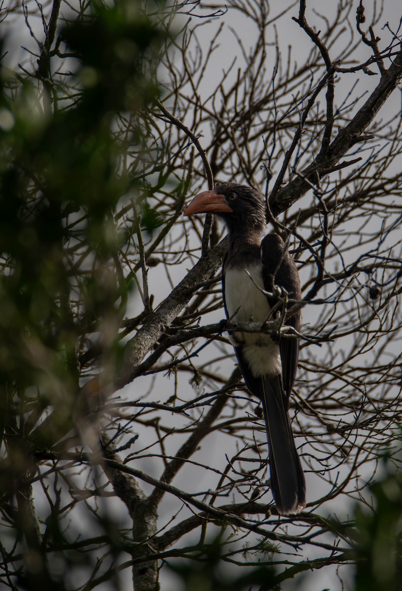 Kronentoko - ML647340689