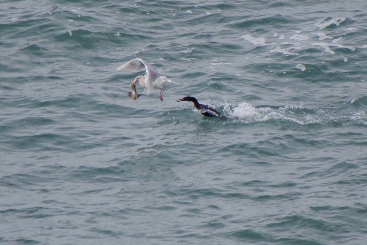 Westmöwe - ML647340693