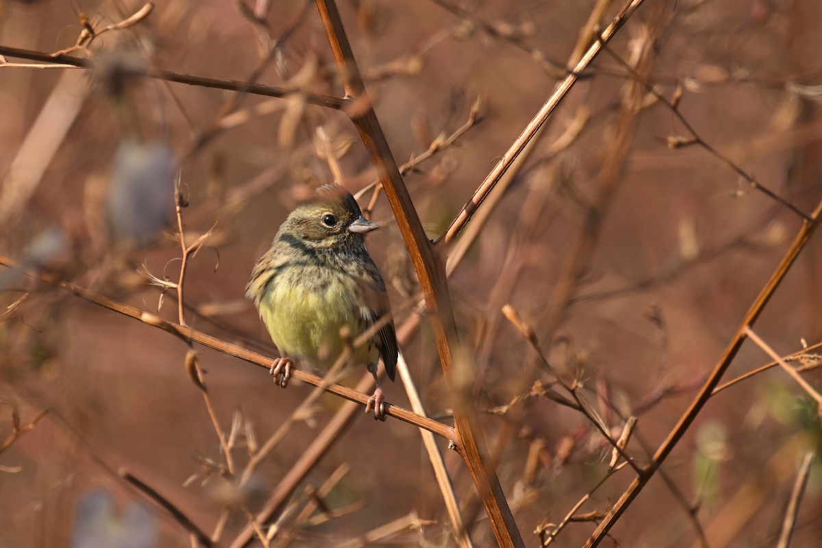 Maskenammer - ML647340694