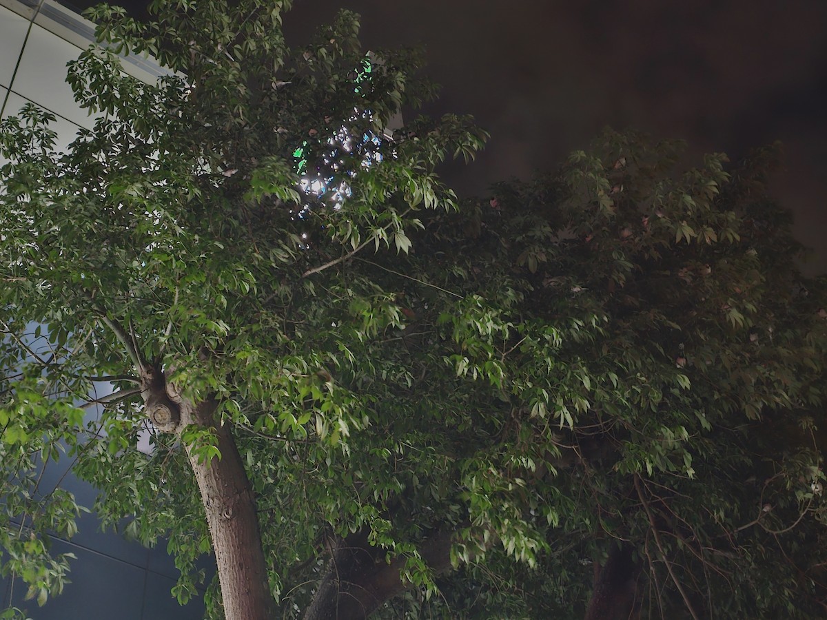 Bachstelze - ML647340696