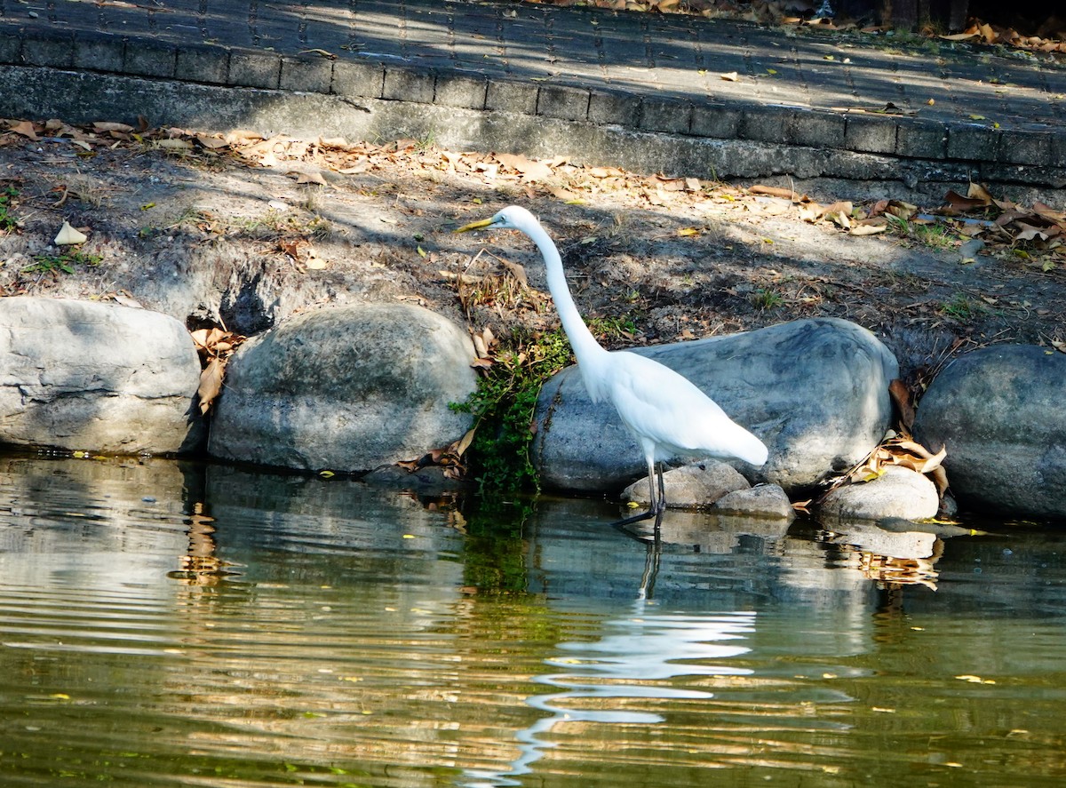 Silberreiher (modesta) - ML647340697