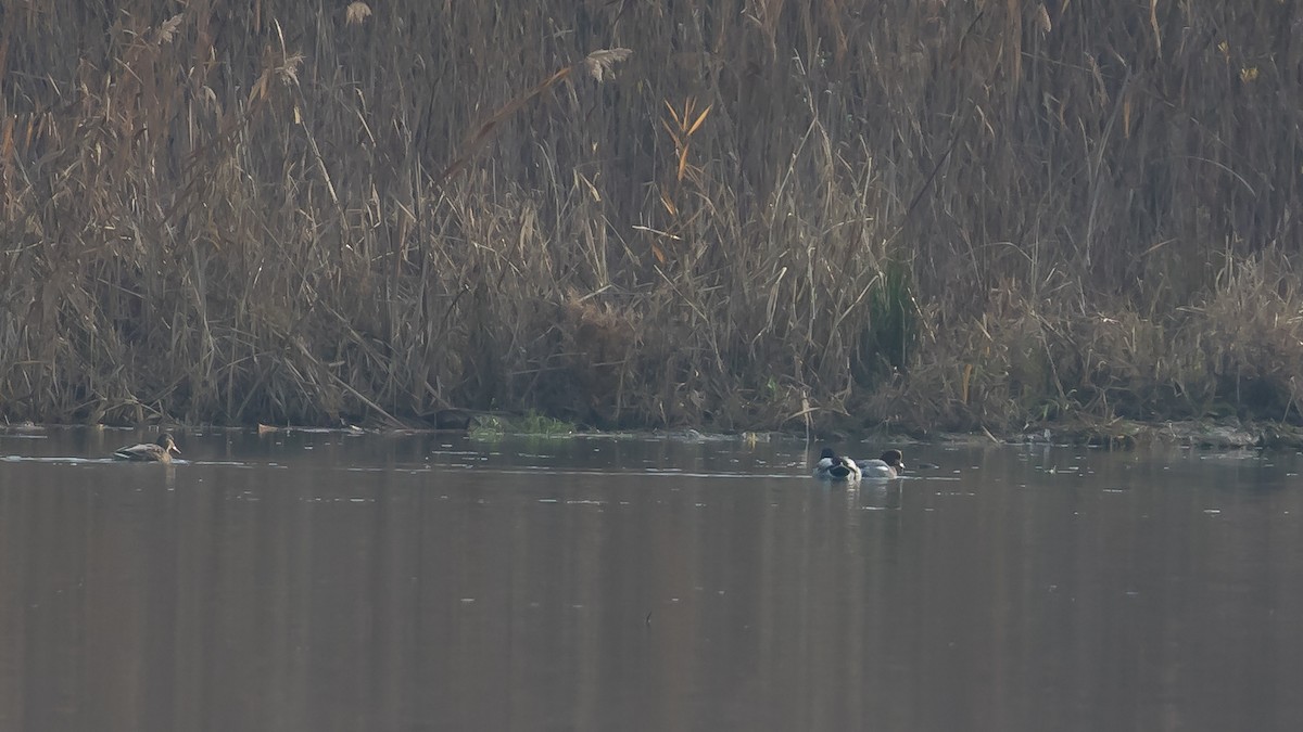 Pfeifente - ML647340698