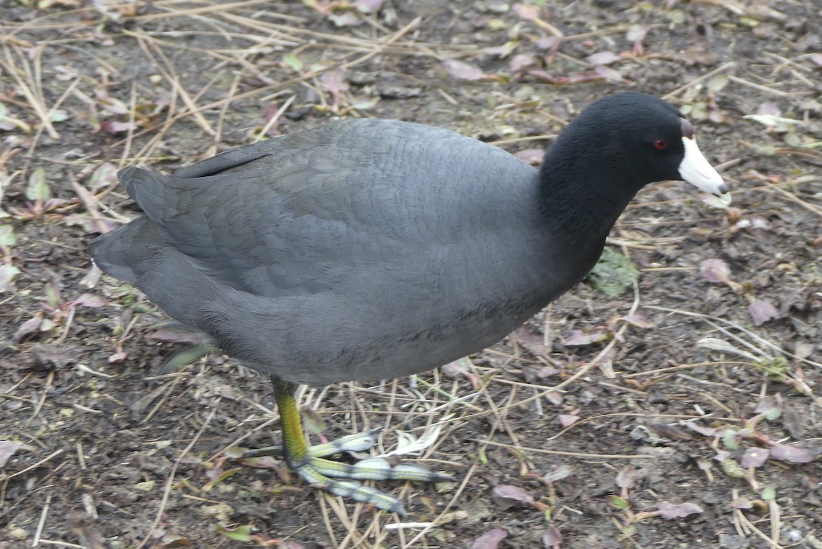 Indianerblässhuhn - ML647340699