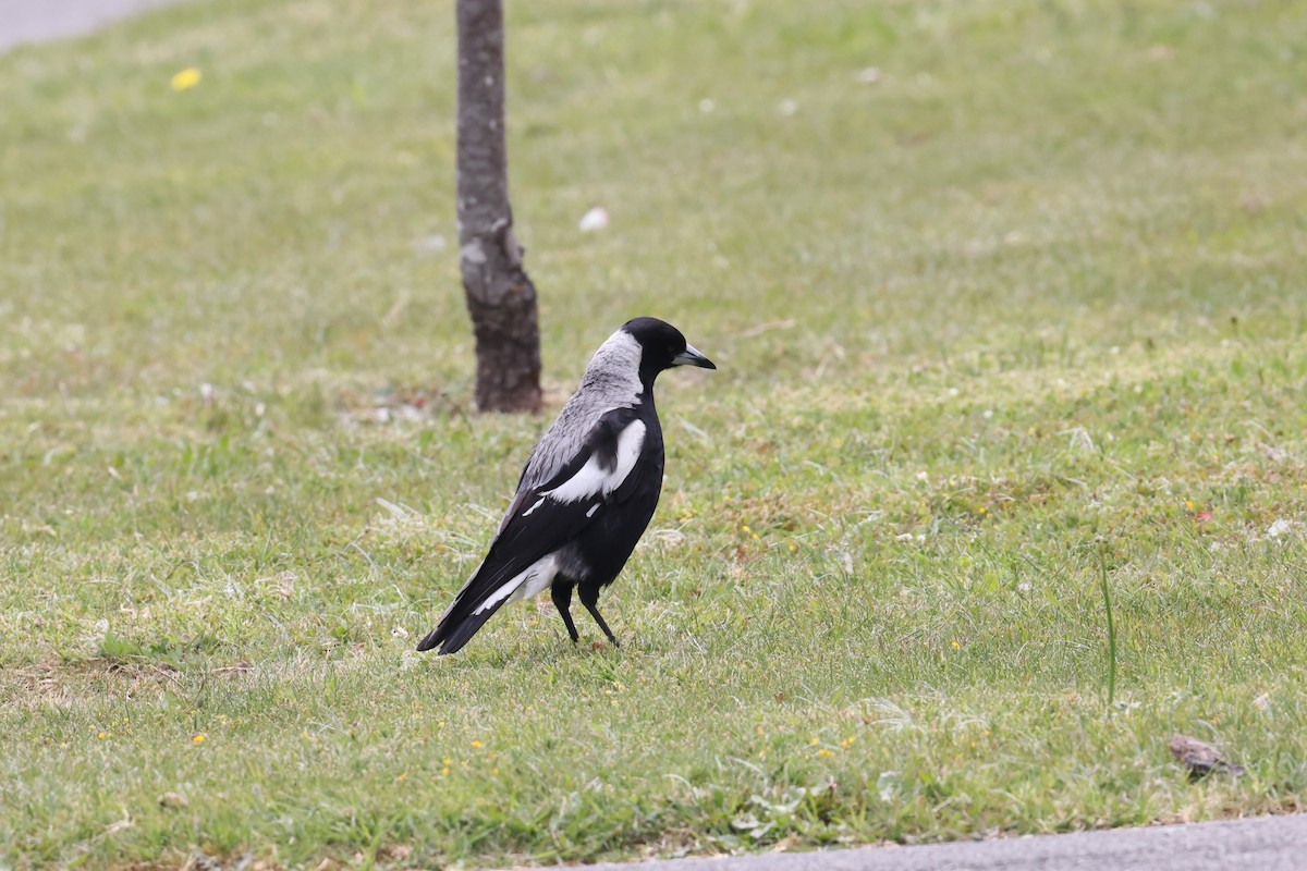 Flötenkrähenstar - ML647340700