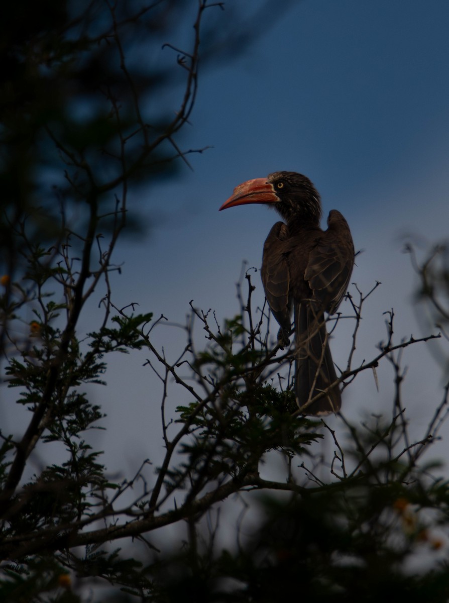 Kronentoko - ML647340703