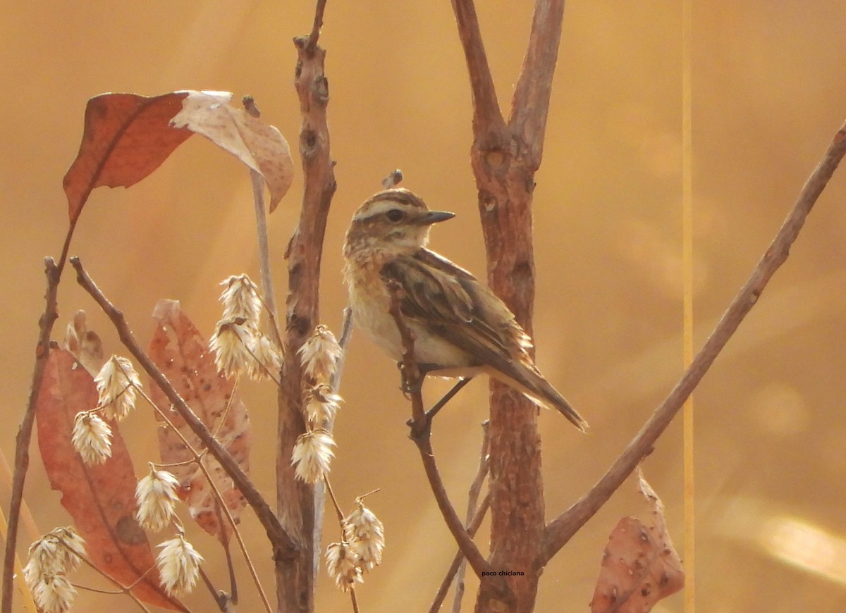 Braunkehlchen - ML647340704