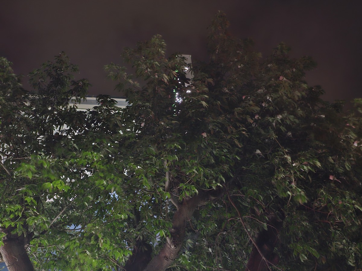 Bachstelze - ML647340705