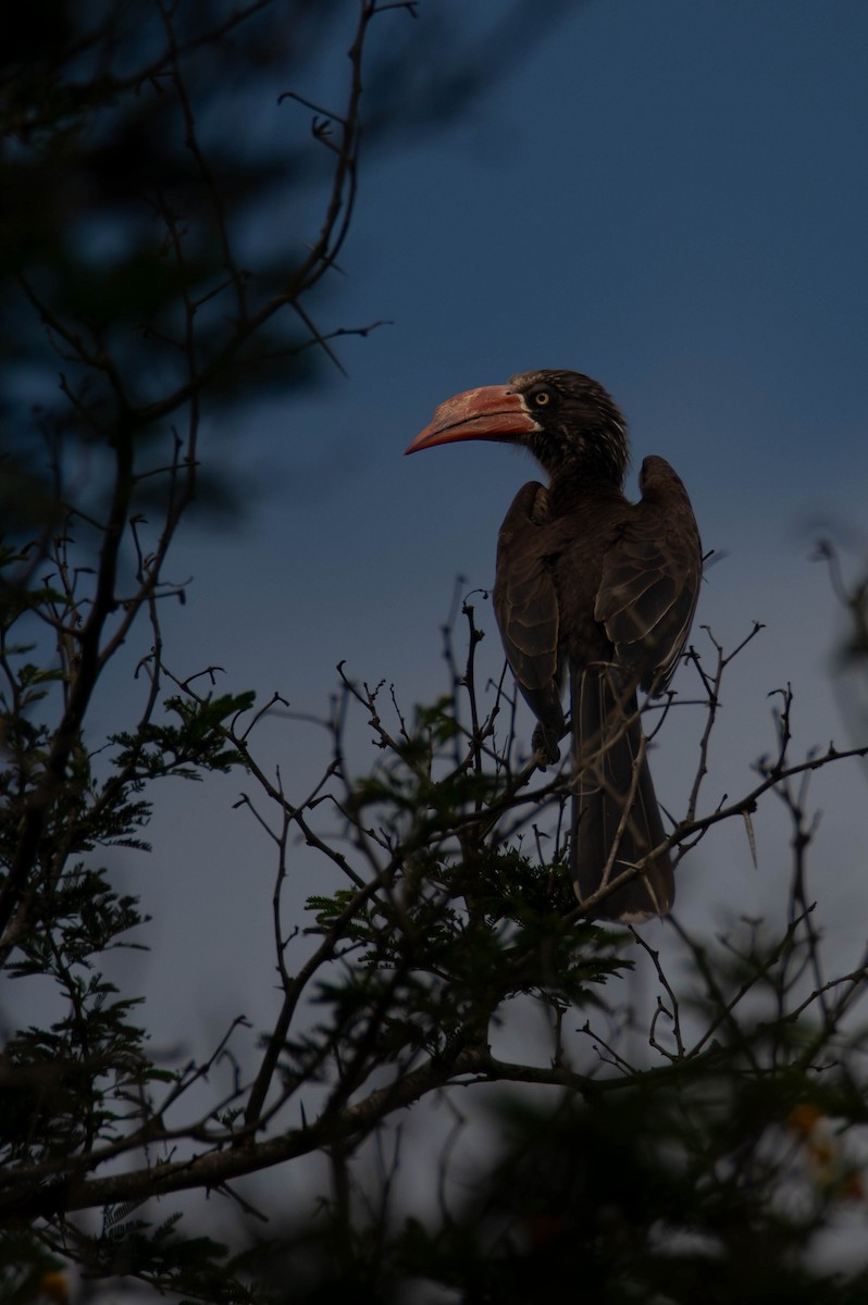 Kronentoko - ML647340707